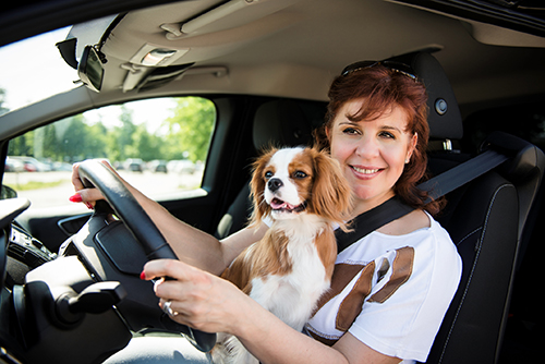 Lady driving in a car with her dog on her lap