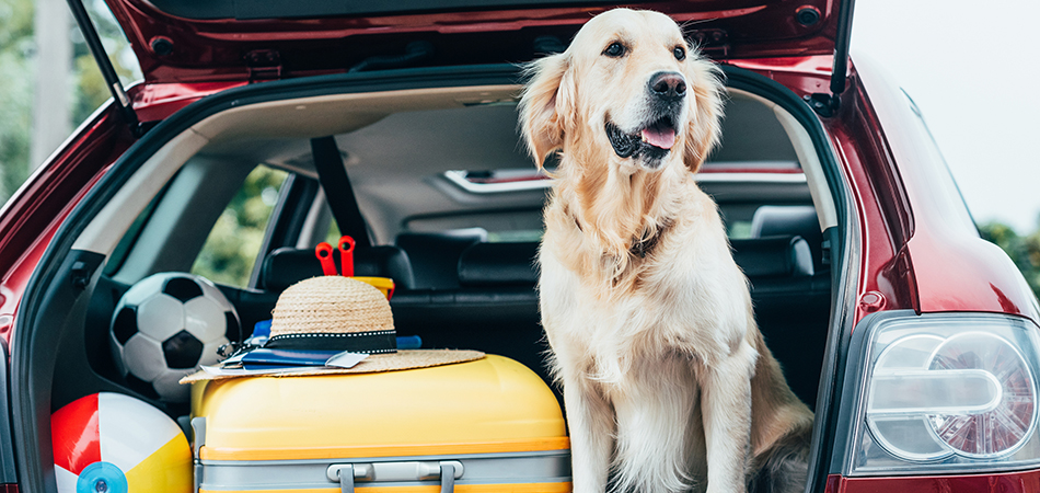 Dog sitting in a car trunk with a suitcase and beach items 