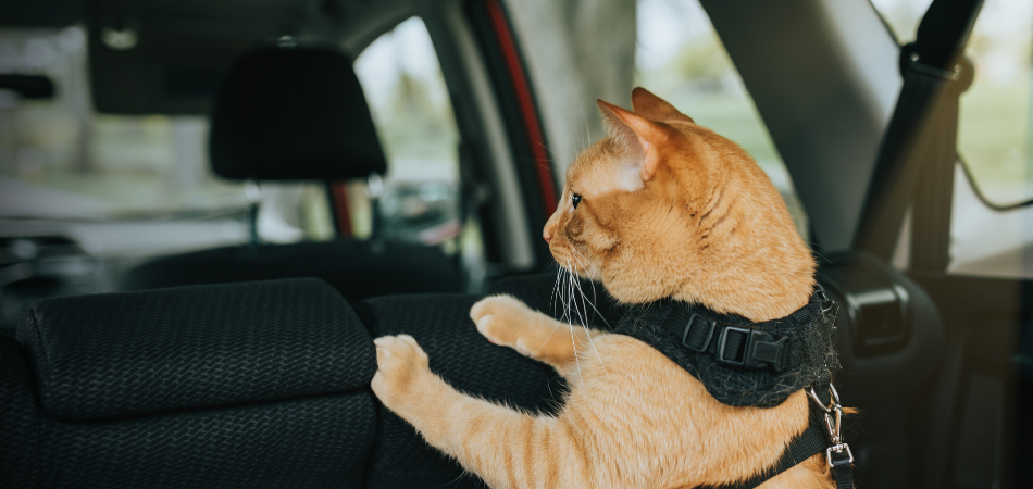 A cat sitting in the back of the car with a seatbelt harness on