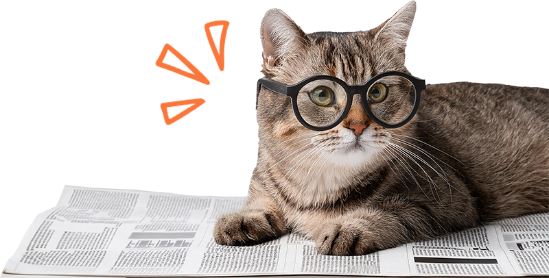 Cat with glasses, lying on a newspaper