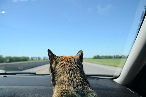 Cat looking out the car windshield