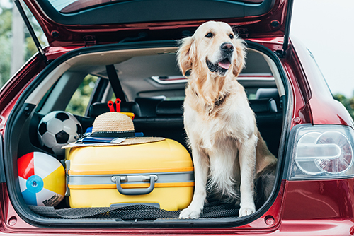 Dog sitting in a vehicle trunk getting ready for vacation trip