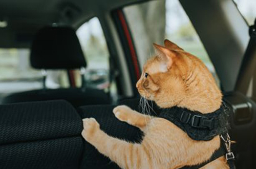 Cat strapped in back of the car looking towards the front