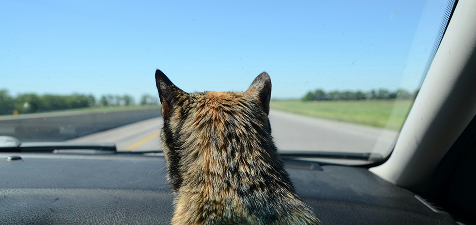 Cat looking out the car windshield
