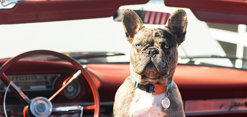 Dog sitting in a red car looking back