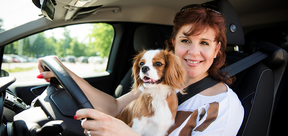 Lady driving with a dog on her lap