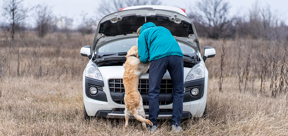 A guy and his dog trying to fix their broken down car in the field